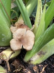 Desarmillaria caespitosa