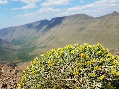 Truckee rabbitbrush (Chrysothamnus humilis)