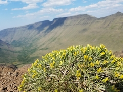 Chrysothamnus humilis