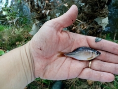 Rhodeus amarus
