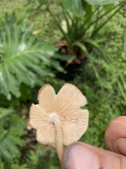 Desarmillaria caespitosa