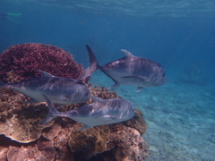Caranx ignobilis