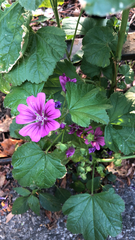 Malva sylvestris