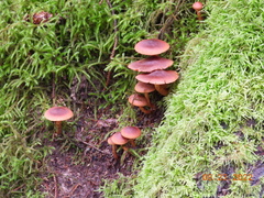 Cortinarius cinnamomeus