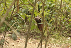 Macropygia phasianella