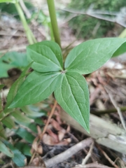 Cornus unalaschkensis