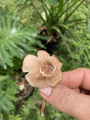 Desarmillaria caespitosa