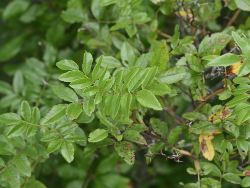 Virginia rose (Rosa virginiana)