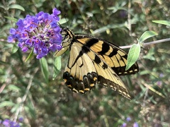Papilio glaucus