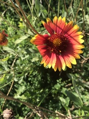 Gaillardia pulchella