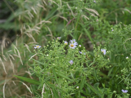 Symphyotrichum novi-belgii — photo 3
