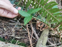 Cornus unalaschkensis