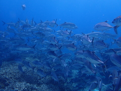 Caranx sexfasciatus