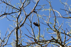 Enterolobium contortisiliquum