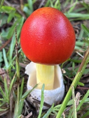 Amanita jacksonii