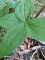Cornus unalaschkensis