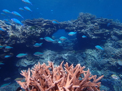 Chromis atripectoralis