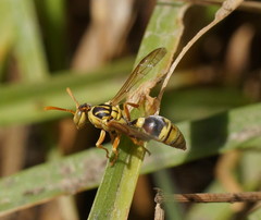 Ropalidia romandi