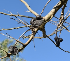 Enterolobium contortisiliquum