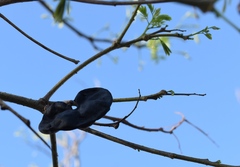 Enterolobium contortisiliquum