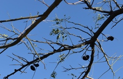 Enterolobium contortisiliquum