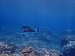 Chlorurus microrhinos