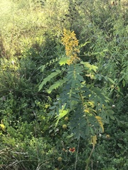 Senna hebecarpa