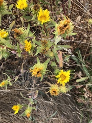 Grindelia integrifolia