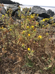 Grindelia integrifolia