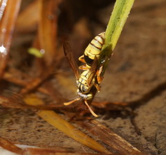 Ropalidia romandi
