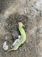 Opsiphanes invirae