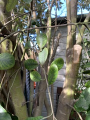 Pittosporum crassifolium