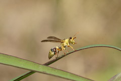 Ropalidia romandi