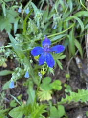 Delphinium nuttallianum
