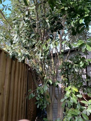 Pittosporum crassifolium