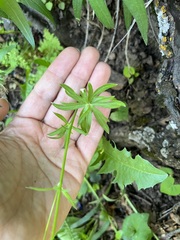Delphinium nuttallianum