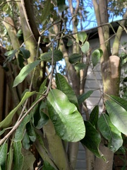 Pittosporum crassifolium
