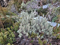 Olearia moschata