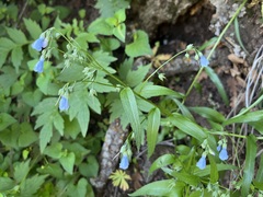 Mertensia