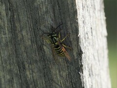 Vespula squamosa
