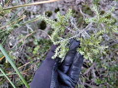 Brachyglottis cassinioides