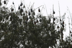 Pteropus poliocephalus