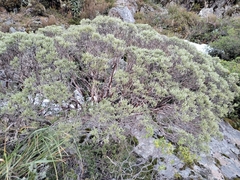 Brachyglottis cassinioides