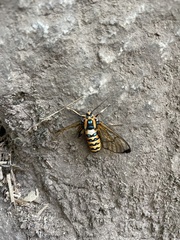 Gymnelia