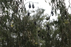 Pteropus poliocephalus