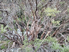 Brachyglottis cassinioides