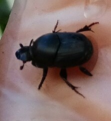 Onthophagus taurus