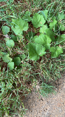 Modiola caroliniana