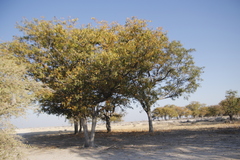 Colophospermum mopane