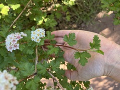 Physocarpus